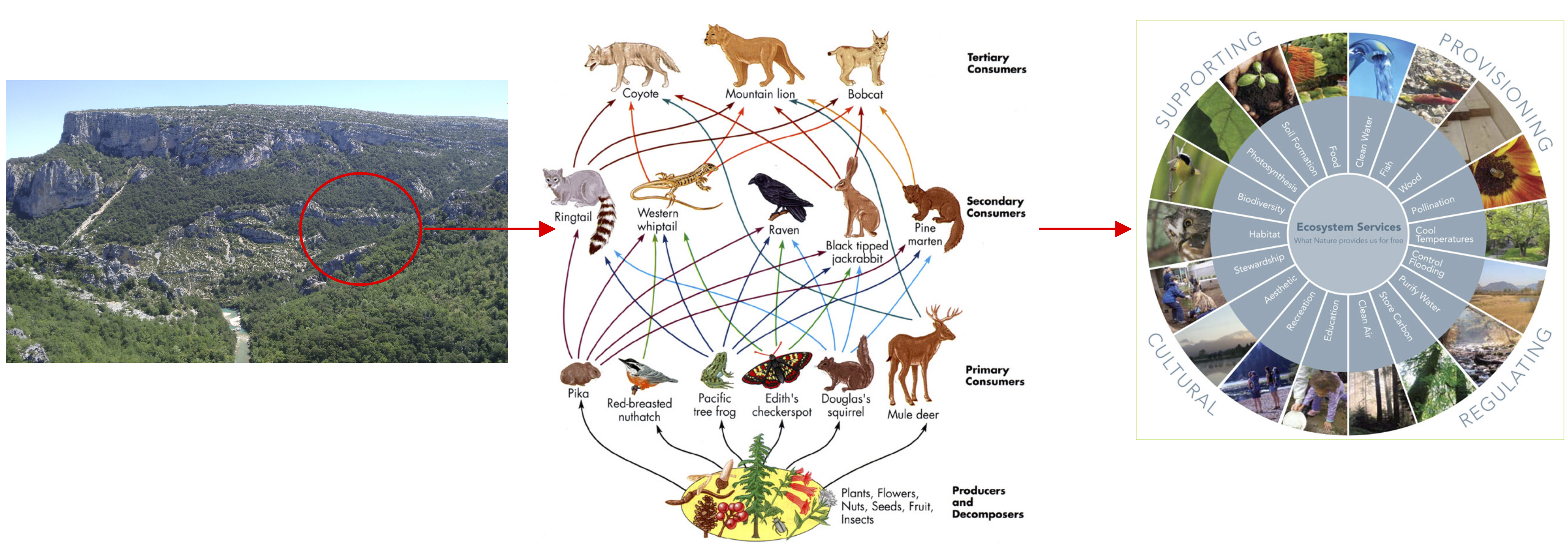 Array Ecosystems Basic & Applied Ecology Lab | Biodiversity, Ecosystems and Global Change
